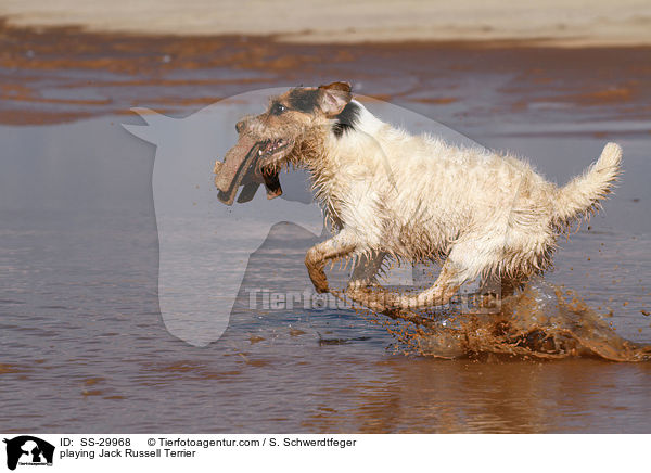 spielender Parson Russell Terrier / playing Parson Russell Terrier / SS-29968