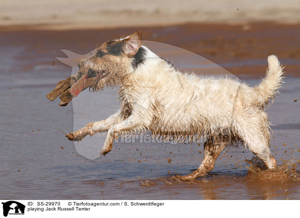 spielender Parson Russell Terrier / playing Parson Russell Terrier / SS-29970