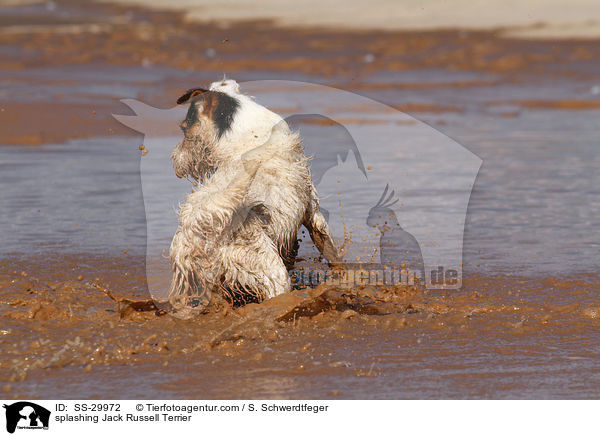 planschender Parson Russell Terrier / splashing Parson Russell Terrier / SS-29972