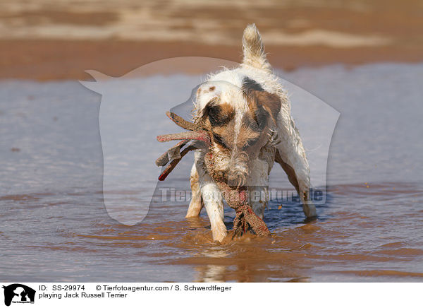 spielender Parson Russell Terrier / playing Parson Russell Terrier / SS-29974