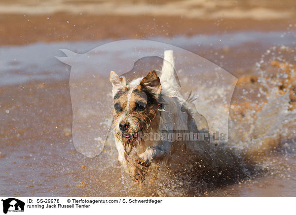 rennender Parson Russell Terrier / running Parson Russell Terrier / SS-29978