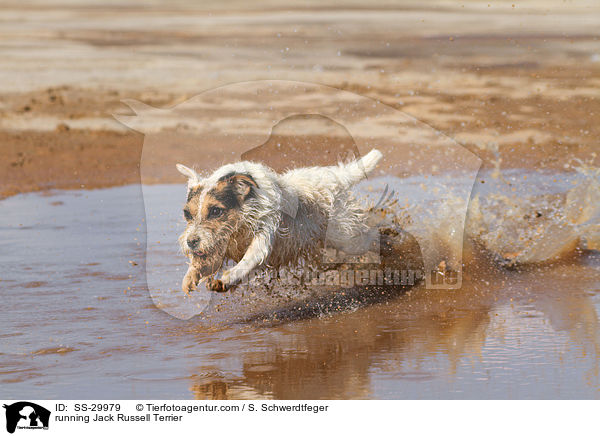 rennender Parson Russell Terrier / running Parson Russell Terrier / SS-29979