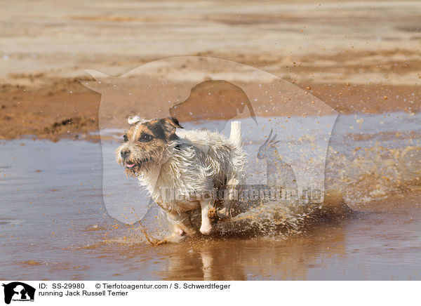 rennender Parson Russell Terrier / running Parson Russell Terrier / SS-29980