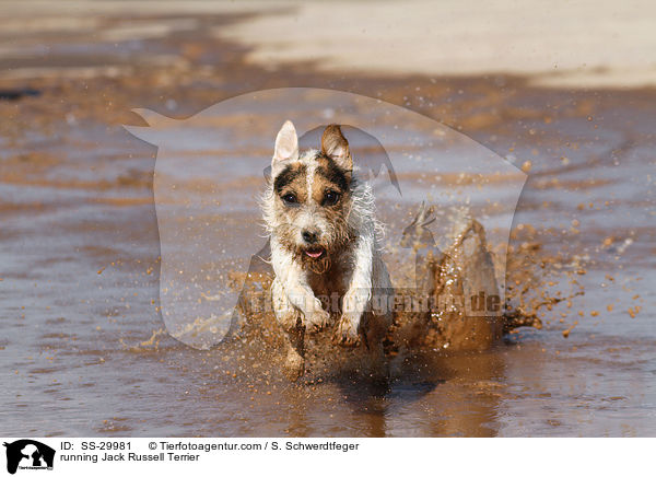 rennender Parson Russell Terrier / running Parson Russell Terrier / SS-29981