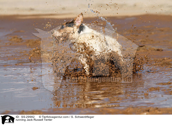 rennender Parson Russell Terrier / running Parson Russell Terrier / SS-29982