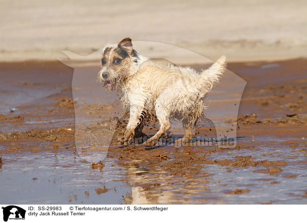 dreckiger Parson Russell Terrier / dirty Parson Russell Terrier / SS-29983