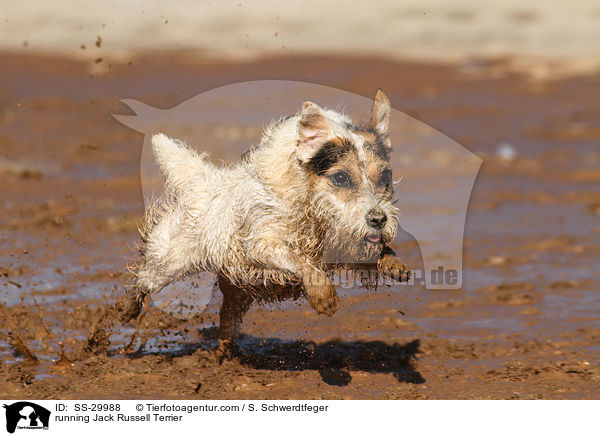 rennender Parson Russell Terrier / running Parson Russell Terrier / SS-29988