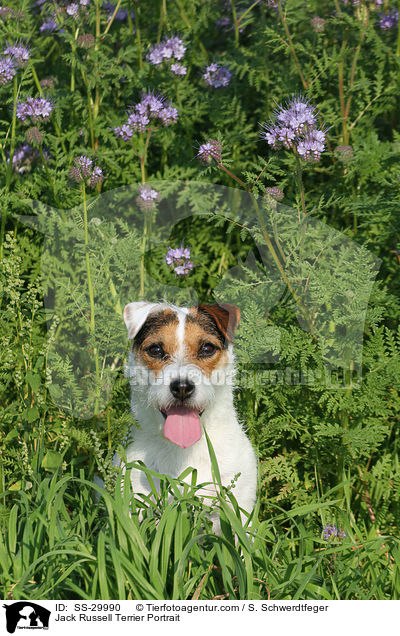 Parson Russell Terrier Portrait / Parson Russell Terrier Portrait / SS-29990