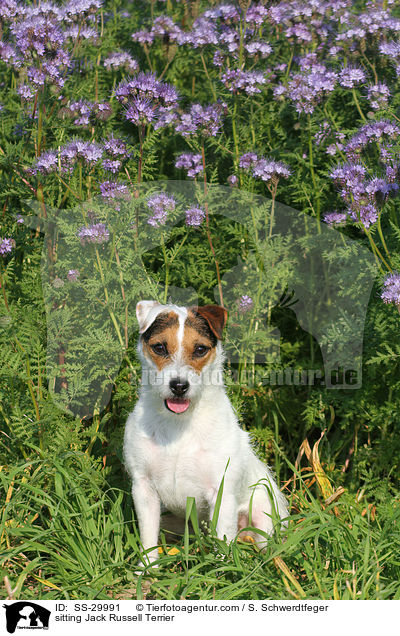 sitzender Parson Russell Terrier / sitting Parson Russell Terrier / SS-29991