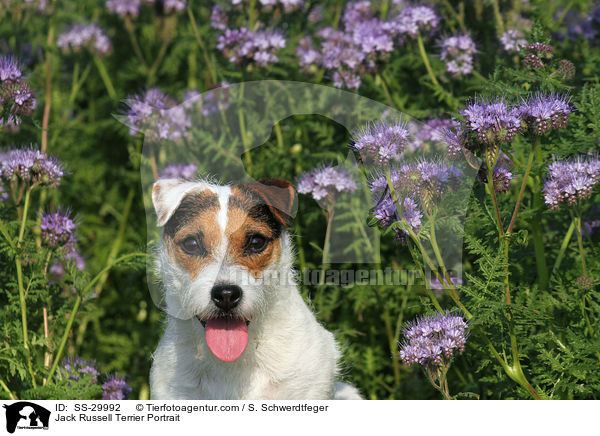 Parson Russell Terrier Portrait / Parson Russell Terrier Portrait / SS-29992