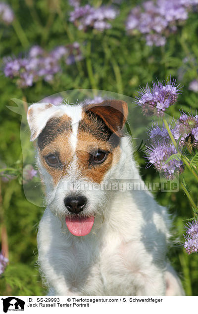 Parson Russell Terrier Portrait / Parson Russell Terrier Portrait / SS-29993