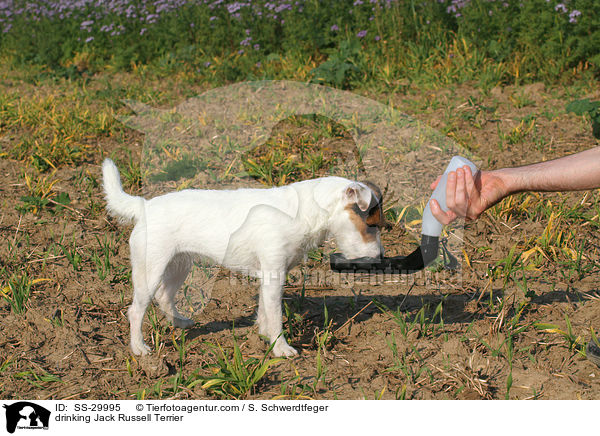 trinkender Parson Russell Terrier / drinking Parson Russell Terrier / SS-29995