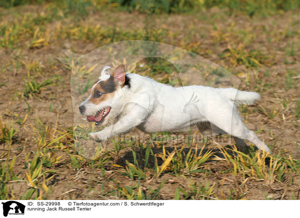 rennender Parson Russell Terrier / running Parson Russell Terrier / SS-29998