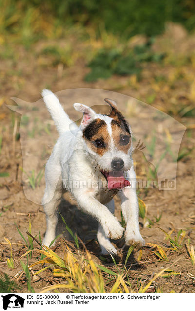 rennender Parson Russell Terrier / running Parson Russell Terrier / SS-30000