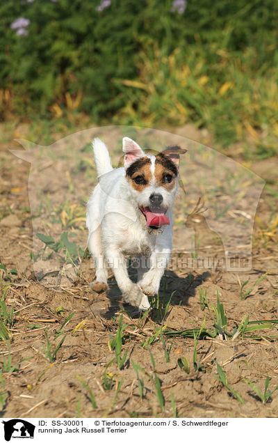 rennender Parson Russell Terrier / running Parson Russell Terrier / SS-30001