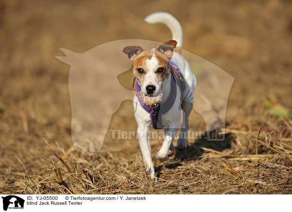 blinder Jack Russell Terrier / blind Jack Russell Terrier / YJ-05500
