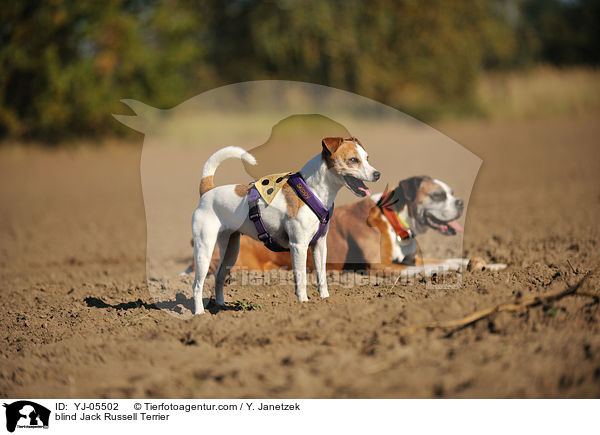 blinder Jack Russell Terrier / blind Jack Russell Terrier / YJ-05502