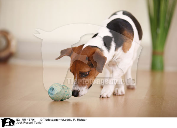 Jack Russell Terrier / Jack Russell Terrier / RR-48791
