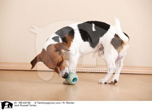 Jack Russell Terrier / Jack Russell Terrier / RR-48796