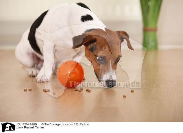 Jack Russell Terrier / Jack Russell Terrier / RR-48800