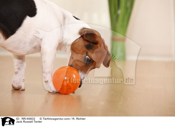 Jack Russell Terrier / Jack Russell Terrier / RR-48802