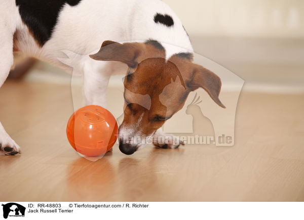 Jack Russell Terrier / Jack Russell Terrier / RR-48803