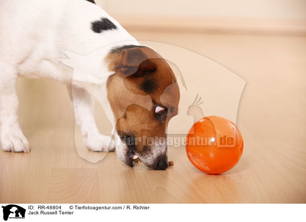 Jack Russell Terrier / Jack Russell Terrier / RR-48804