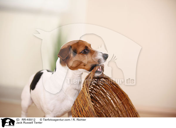 Jack Russell Terrier / Jack Russell Terrier / RR-48812
