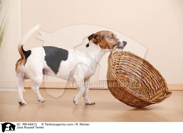 Jack Russell Terrier / Jack Russell Terrier / RR-48813