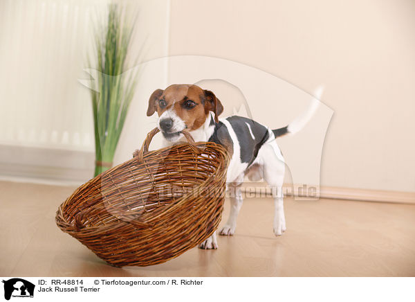 Jack Russell Terrier / Jack Russell Terrier / RR-48814
