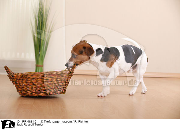 Jack Russell Terrier / Jack Russell Terrier / RR-48815