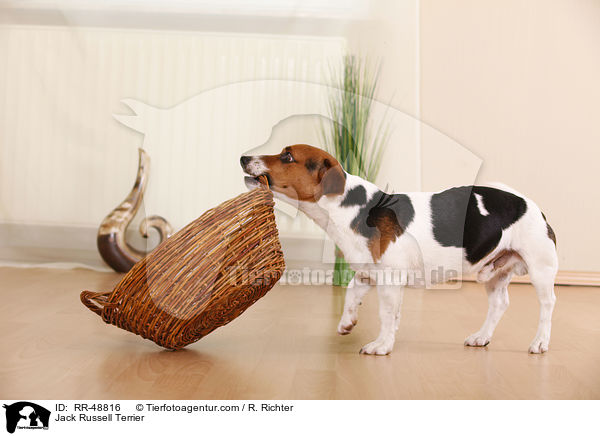 Jack Russell Terrier / Jack Russell Terrier / RR-48816