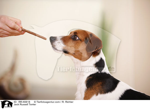 Jack Russell Terrier / Jack Russell Terrier / RR-48818