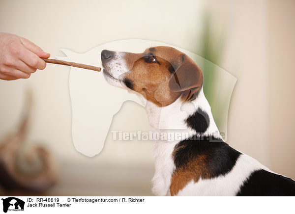 Jack Russell Terrier / Jack Russell Terrier / RR-48819