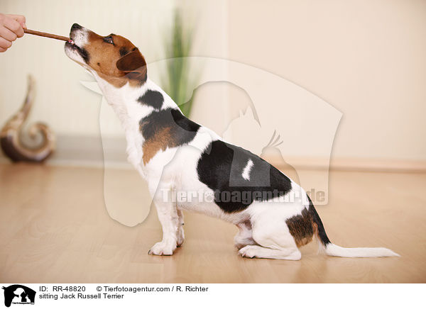 sitzender Jack Russell Terrier / sitting Jack Russell Terrier / RR-48820