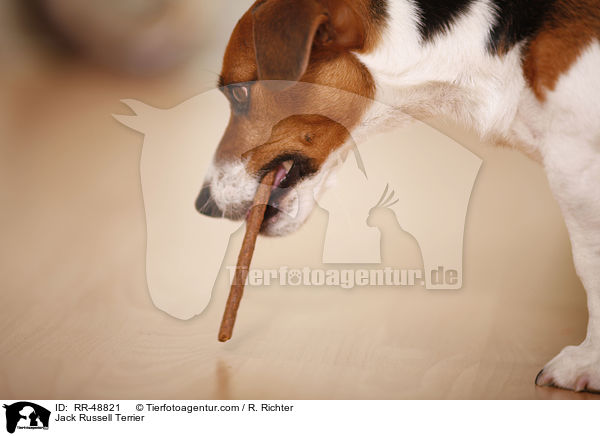 Jack Russell Terrier / Jack Russell Terrier / RR-48821