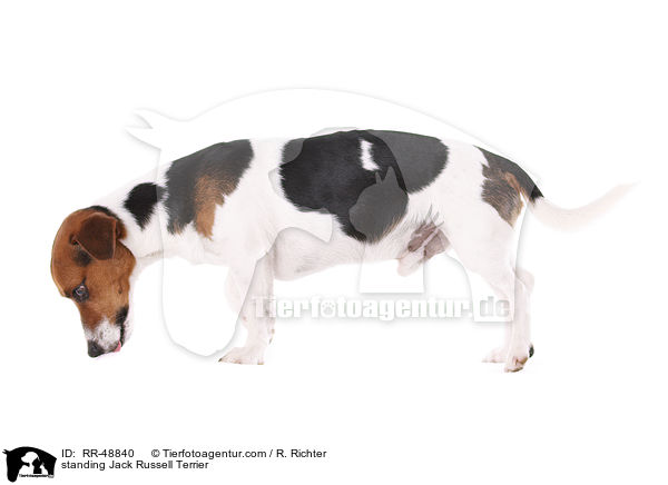 stehender Jack Russell Terrier / standing Jack Russell Terrier / RR-48840