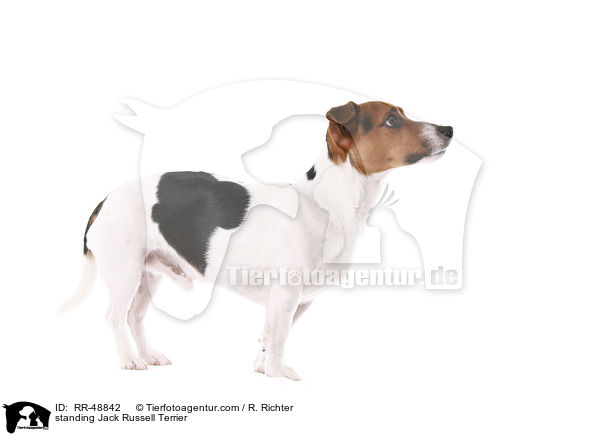 stehender Jack Russell Terrier / standing Jack Russell Terrier / RR-48842