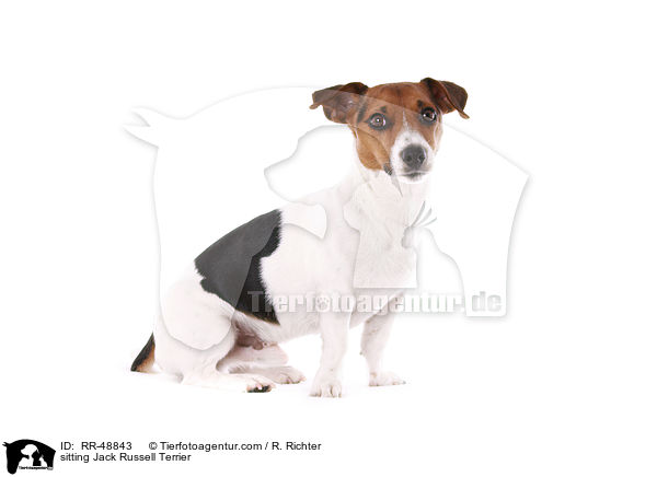 sitzender Jack Russell Terrier / sitting Jack Russell Terrier / RR-48843