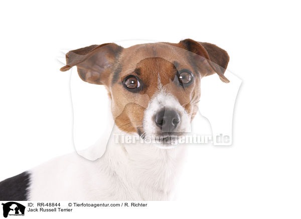 Jack Russell Terrier / Jack Russell Terrier / RR-48844