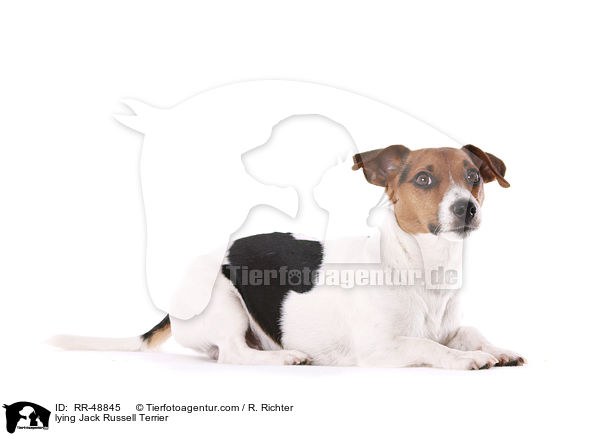liegender Jack Russell Terrier / lying Jack Russell Terrier / RR-48845