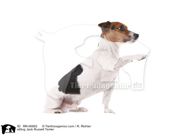 sitzender Jack Russell Terrier / sitting Jack Russell Terrier / RR-48862