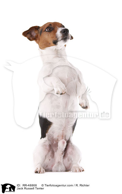 Jack Russell Terrier / Jack Russell Terrier / RR-48868
