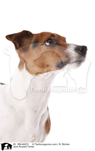 Jack Russell Terrier / Jack Russell Terrier / RR-48872