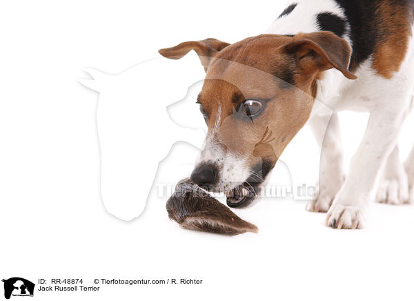 Jack Russell Terrier / Jack Russell Terrier / RR-48874