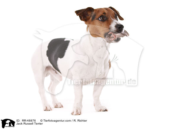 Jack Russell Terrier / Jack Russell Terrier / RR-48876