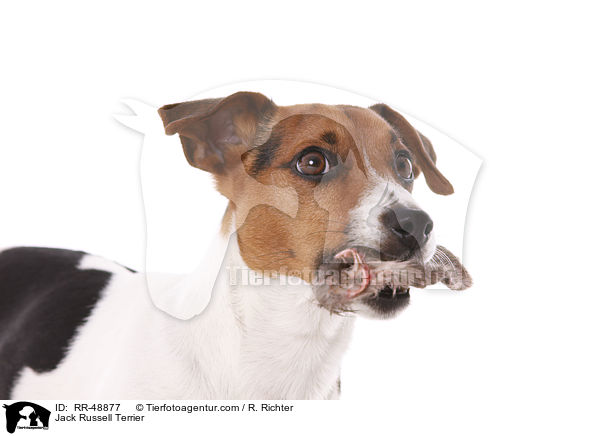 Jack Russell Terrier / Jack Russell Terrier / RR-48877