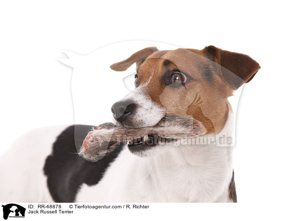 Jack Russell Terrier / Jack Russell Terrier / RR-48878