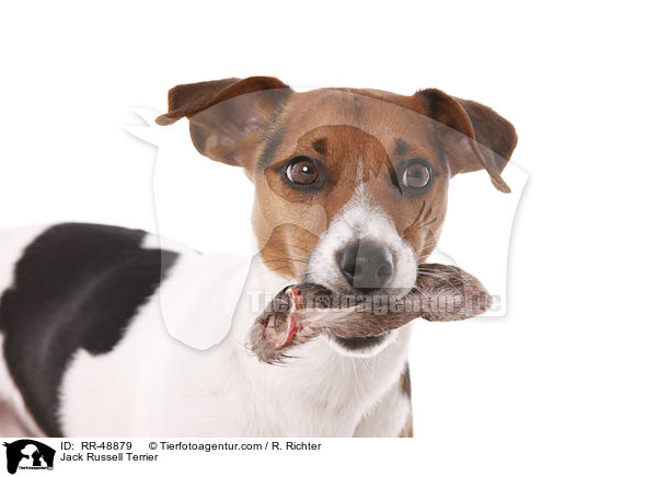 Jack Russell Terrier / Jack Russell Terrier / RR-48879