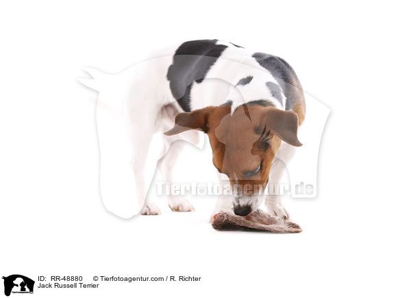 Jack Russell Terrier / Jack Russell Terrier / RR-48880